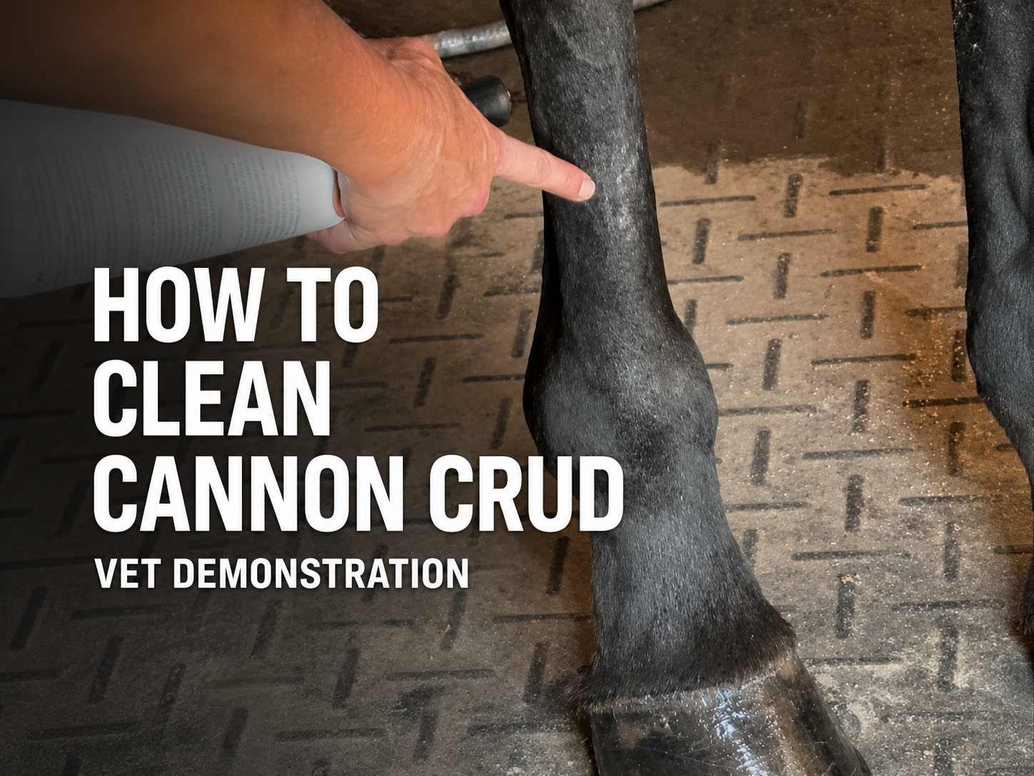 How to Clean Cannon Bone Crud on a Horse: A Veterinarian’s Step-by-Step Demonstration