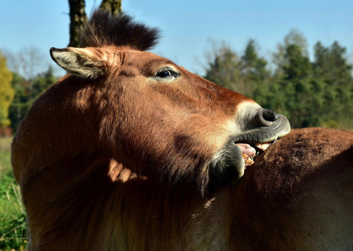 Sweet Itch in Horses: How to Break the Mane, Belly, and Tail-Rubbing Cycle