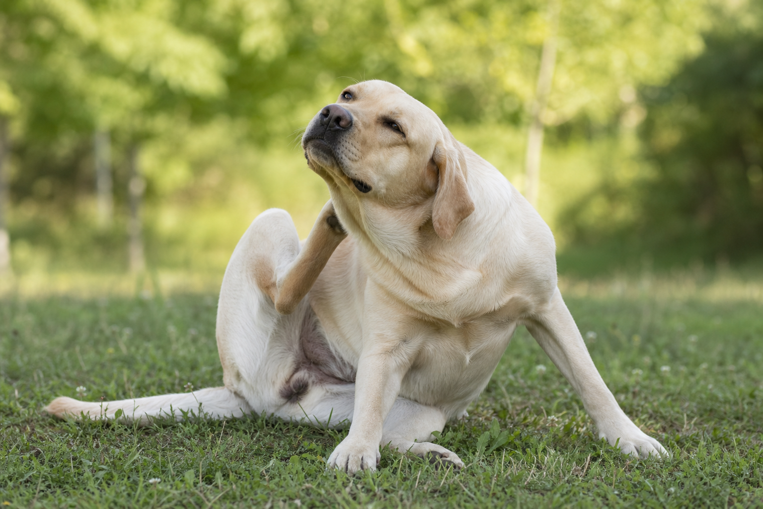 Common Dog Skin Issues: Causes, Symptoms, and How to Treat Them