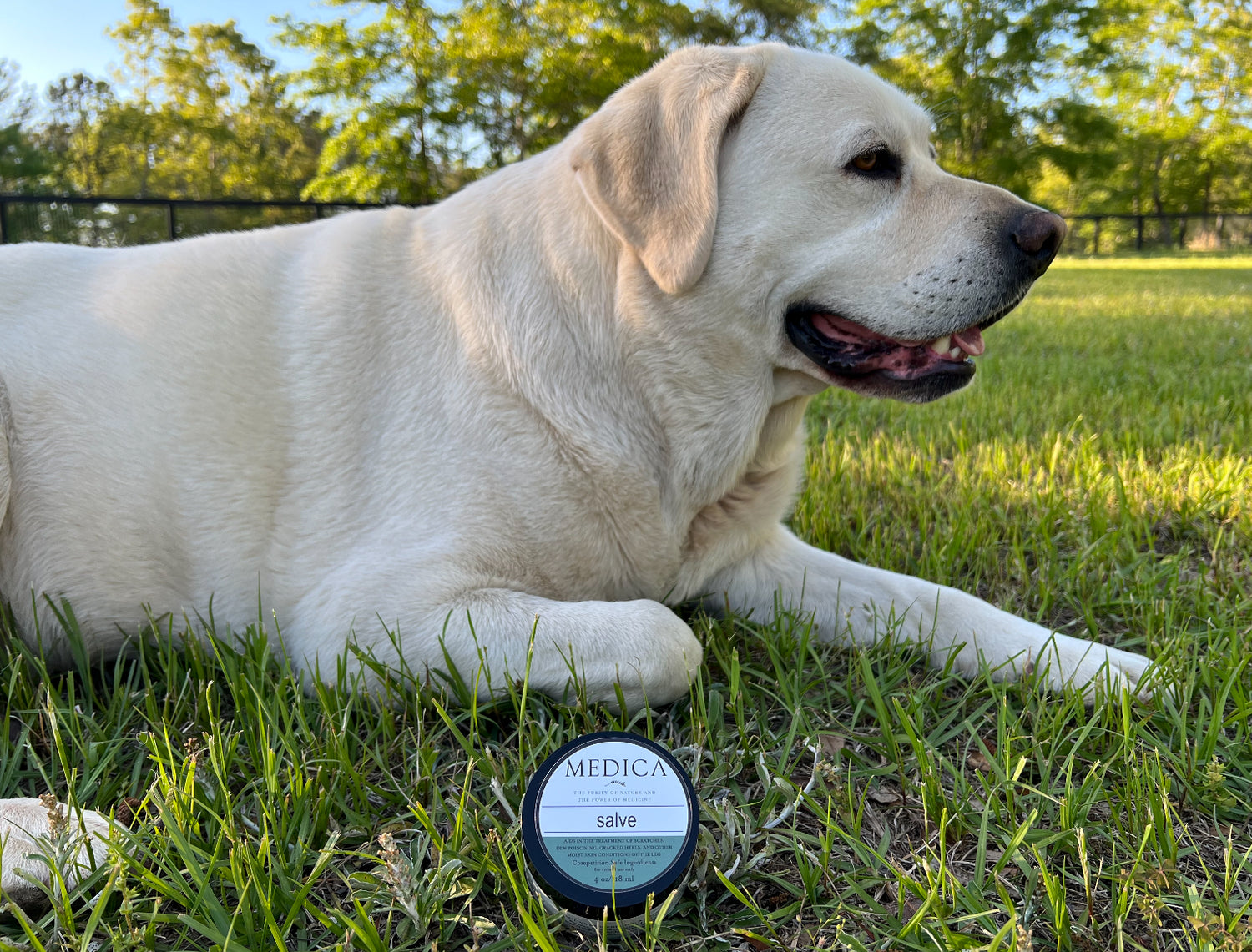 Healing Salve for Dogs (4oz)