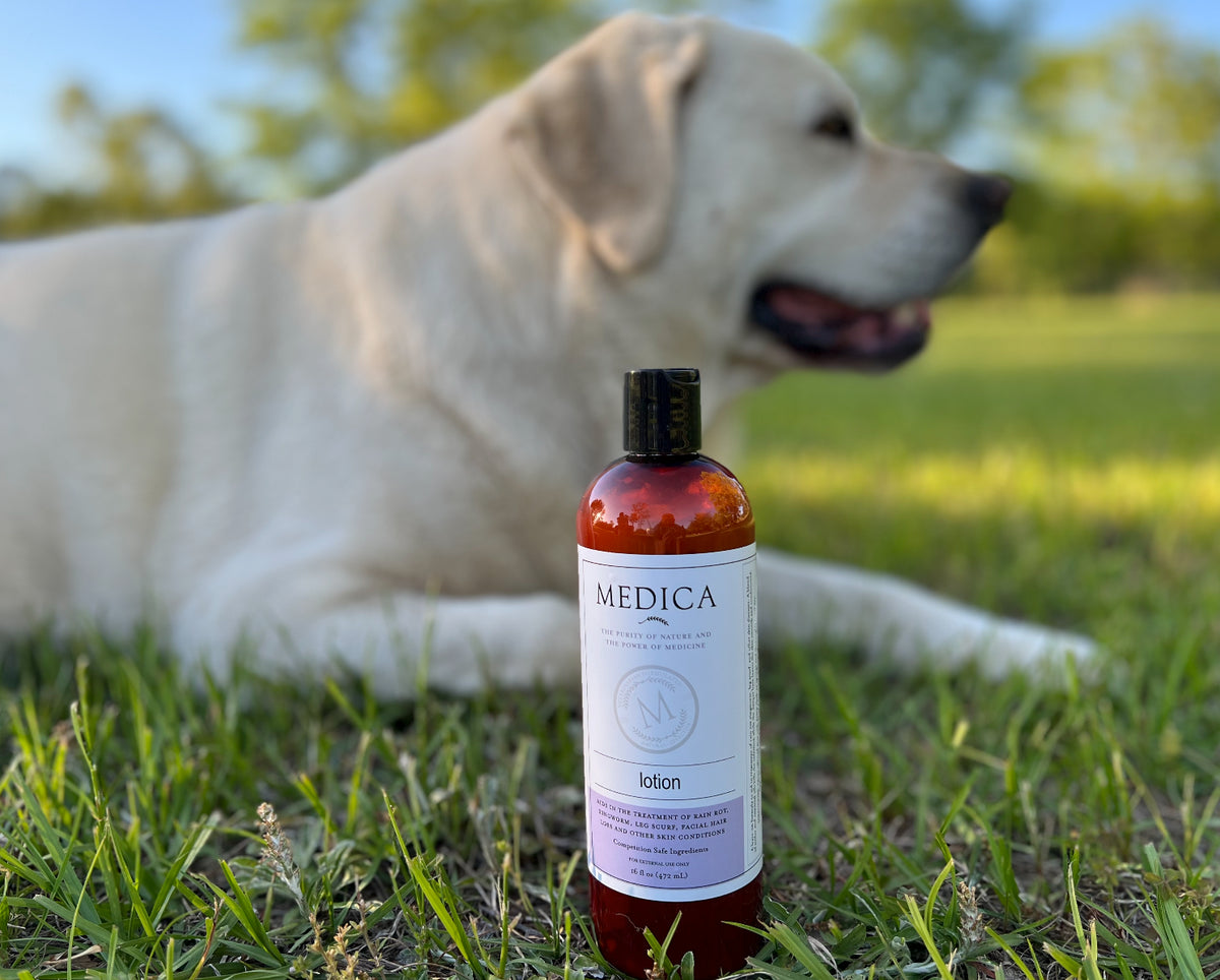 Recovery Lotion for Dogs (6 oz) featured in testimonial