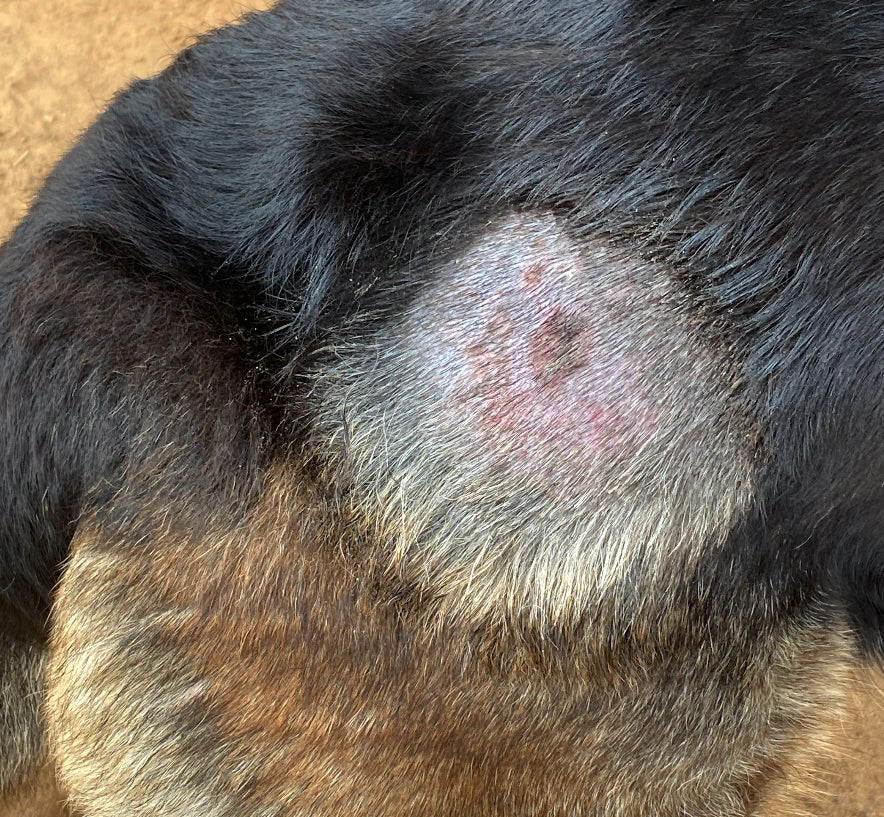 Dog with a localized hot spot