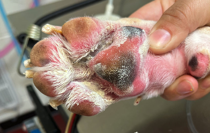 Dog with red irritated skin