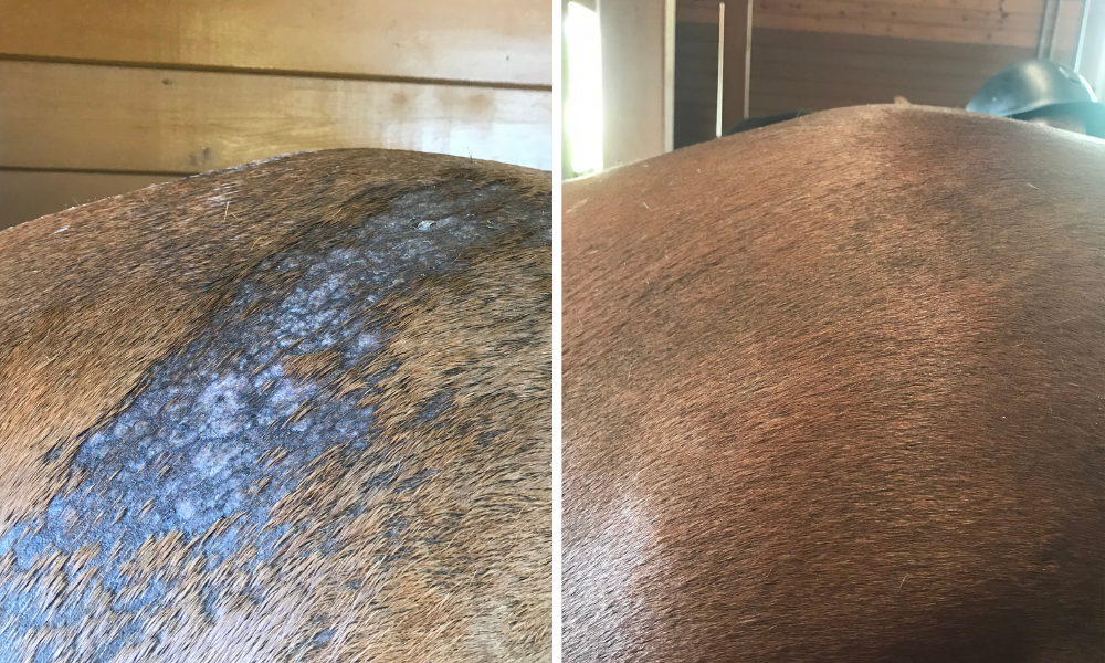 Horse coat with a rain-rot-like skin problem