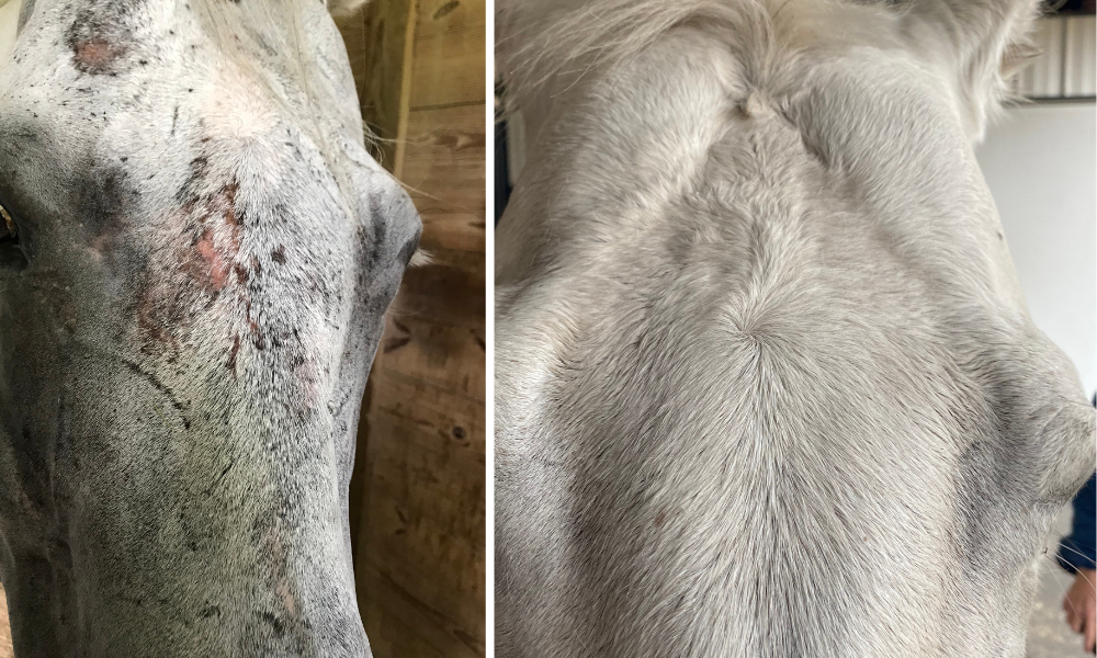 Horse rubbing irritated skin
