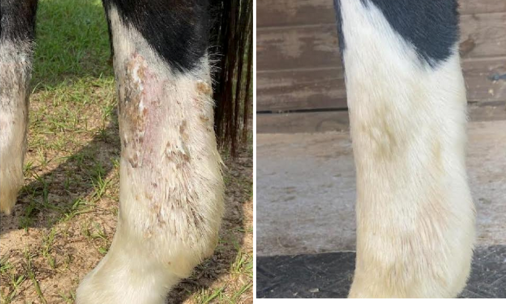 Horse lower legs with a scratches-like skin problem