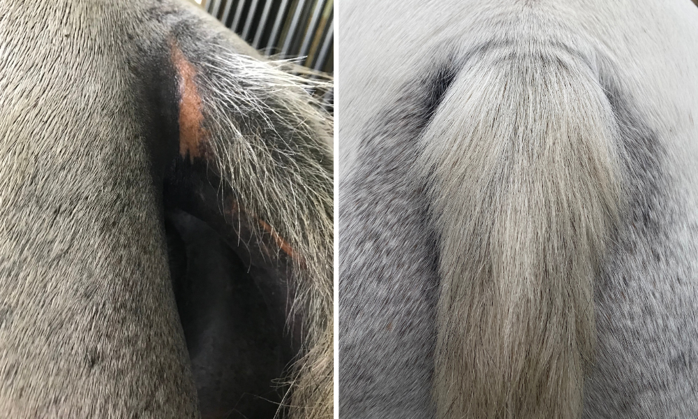 Horse coat affected by sweet itch