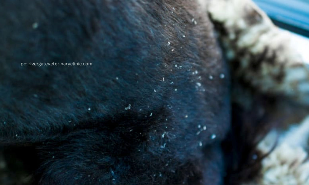 Horse with localized facial hair loss