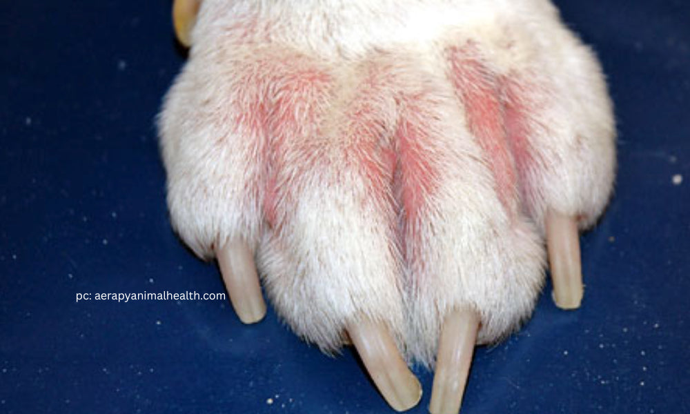 Dog with red irritated paws