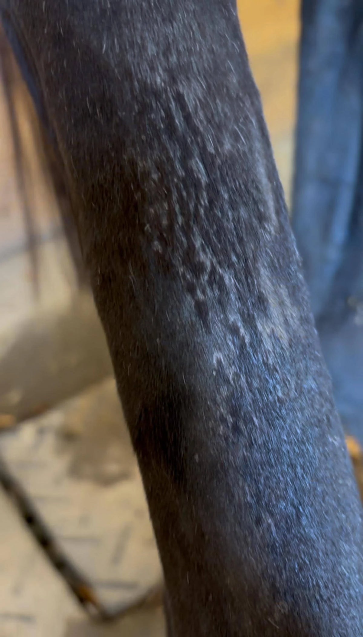 Horse cannon bone with crusty buildup