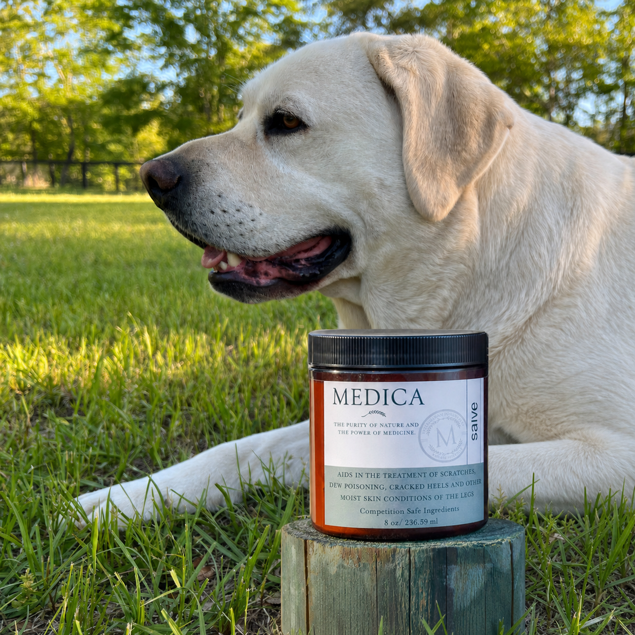 Healing Salve for Dogs (8 oz)