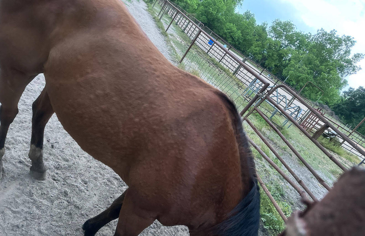 Horse with raised bumps visible after clipping